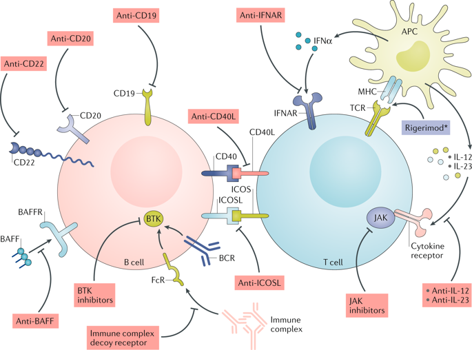 New therapies for systemic lupus erythematosus past imperfect, future