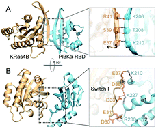 The structural basis for Ras activation of PI3Kα lipid kinase.,Physical ...