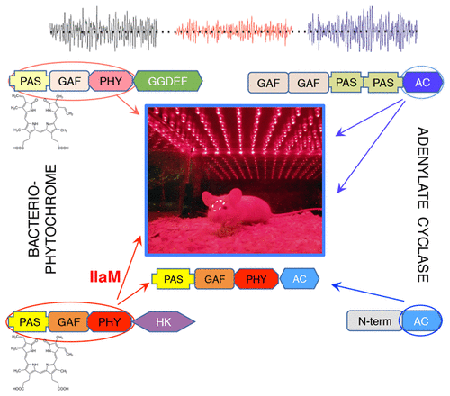 Engineering Adenylate Cyclase Activated By Near Infrared Window Light For Mammalian Optogenetic Applications Acs Synthetic Biology X Mol