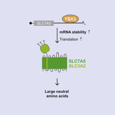 The Rna Binding Protein Ybx3 Controls Amino Acid Levels By Regulating Slc Mrna Abundance Cell Reports X Mol