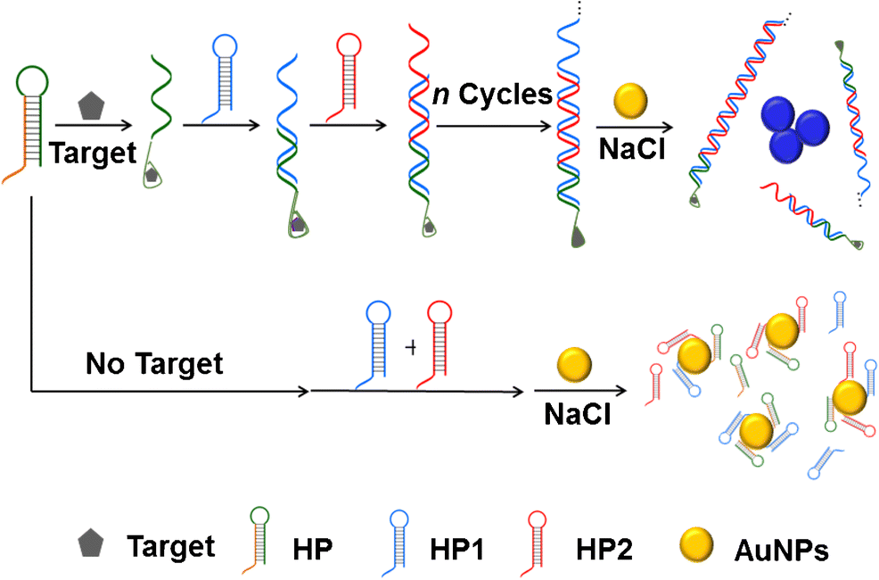 hairpin dna