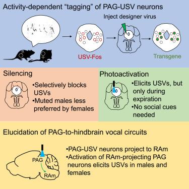 A Specialized Neural Circuit Gates Social Vocalizations In The Mouse Neuron X Mol