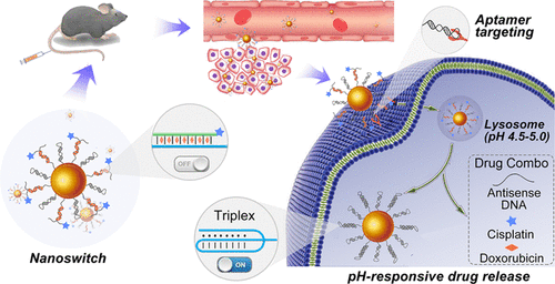 三重dna纳米开关 用于多种癌症药物的ph敏感释放 Acs Nano X Mol