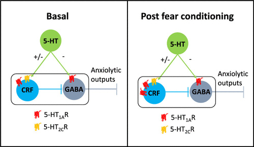 Sex Dependent Modulation Of Anxiety And Fear By 5 Ht1a Receptors In The Bed Nucleus Of The Stria