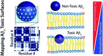 Atomic Resolution Map Of The Soluble Amyloid Beta Assembly Toxic Surfaces Chemical Science X Mol