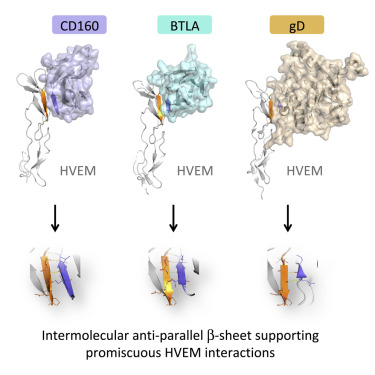 Structural Basis of CD160:HVEM Recognition.,Structure - X-MOL