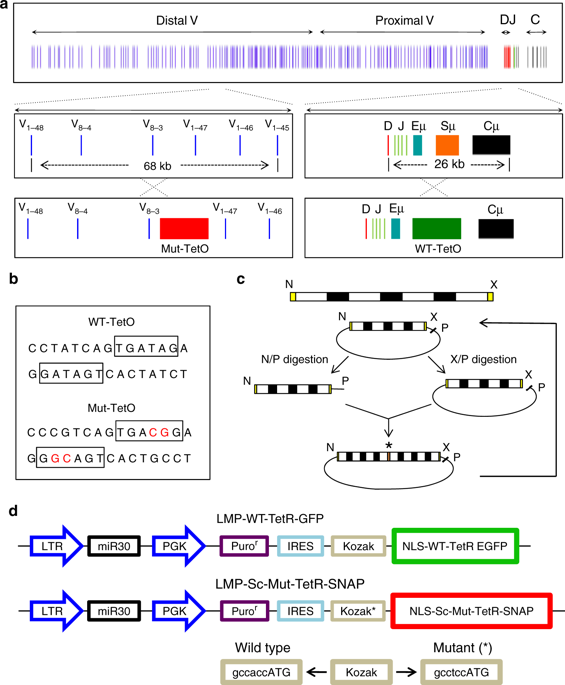 Chromosome Dynamics Near The Sol Gel Phase Transition Dictate The Timing Of Remote Genomic Interactions Nature Communications X Mol