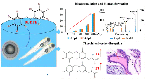 Bioconcentration Biotransformation And Thyroid Endocrine Disruption Of Decabromodiphenyl Ethane Dbdpe A Novel Brominated Flame Retardant In Zebrafish Larvae Environ Sci Technol X Mol