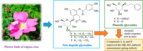 New Depsides And Neuroactive Phenolic Glucosides From The Flower Buds Of Rugosa Rose Rosa Rugosa Journal Of Agricultural And Food Chemistry X Mol