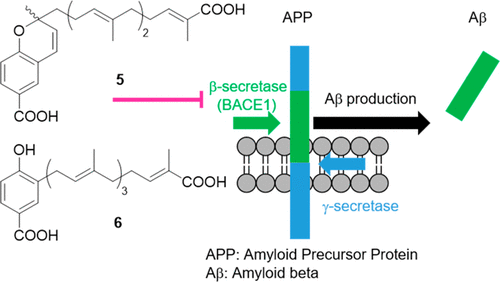 Meroterpenoids With Bace1 Inhibitory Activity From The Fruiting Body Of Boletinus Asiaticus Journal Of Natural Products X Mol