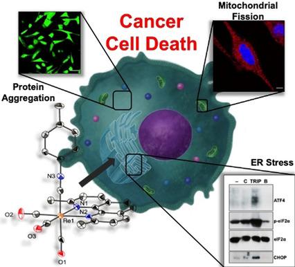 A Rhenium Isonitrile Complex Induces Unfolded Protein Response-Mediated ...