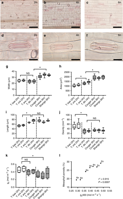 Mesophyll Porosity Is Modulated By The Presence Of Functional Stomata Nature Communications X Mol