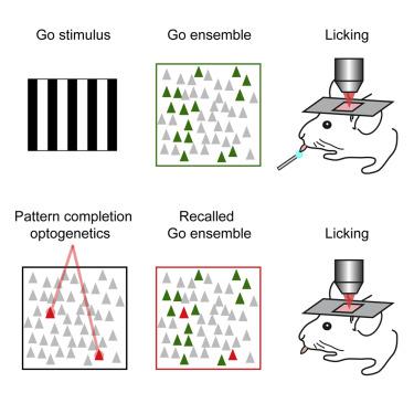 Controlling Visually Guided Behavior By Holographic Recalling Of ...