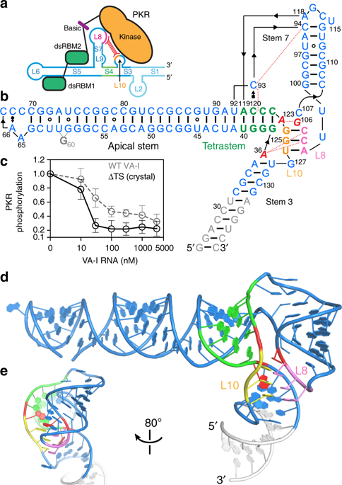 Crystal Structure Of An Adenovirus Virus Associated Rna Nature Communications X Mol