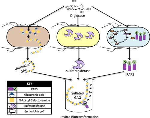 Increased 3 Phosphoadenosine 5 Phosphosulfate Levels In Engineered Escherichia Coli Cell Lysate Facilitate The In Vitro Synthesis Of Chondroitin Sulfate A Biotechnology Journal X Mol