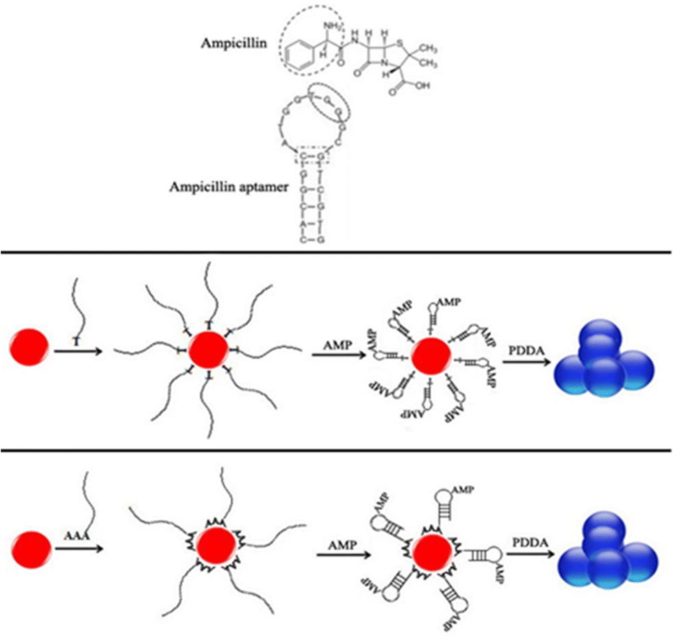 Two Colorimetric Ampicillin Sensing Schemes Based On The Interaction Of ...