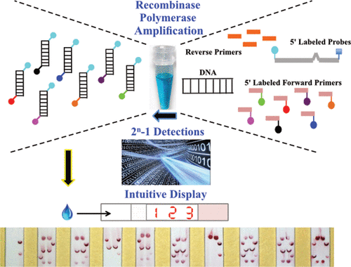 Multiplex Detection of Nucleic Acids Using Recombinase Polymerase ...