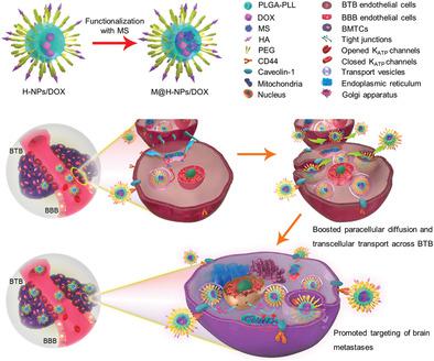 Nanoparticles Surmounting Blood–Brain Tumor Barrier Through Both ...