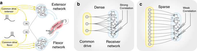 Decoupling Of Timescales Reveals Sparse Convergent Cpg Network In The Adult Spinal Cord Nature Communications X Mol