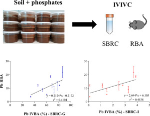 Relationship Between Pb Relative Bioavailability And Bioaccessibility In Phosphate Amended Soil Uncertainty Associated With Predicting Pb Immobilization Efficacy Using In Vitro Assays Environment International X Mol