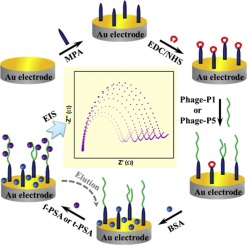 Specific Phages-based Electrochemical Impedimetric Immunosensors For ...