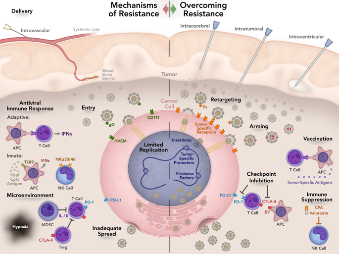 Oncolytic Herpes Simplex Virus Immunotherapy For Brain Tumors Current Pitfalls And Emerging Strategies To Overcome Therapeutic Resistance Oncogene X Mol