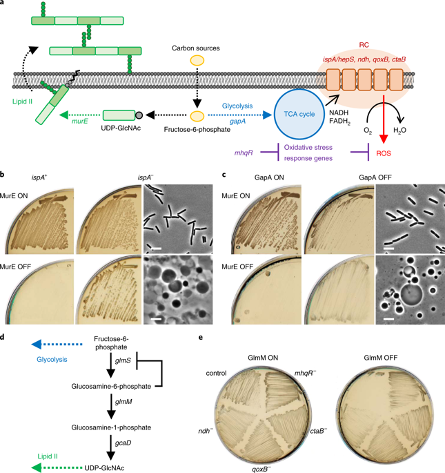 The bacterial l forms