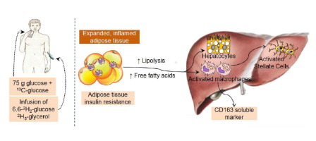 非酒精性脂肪性肝病中脂肪组织胰岛素抵抗与肝巨噬细胞之间的串扰 