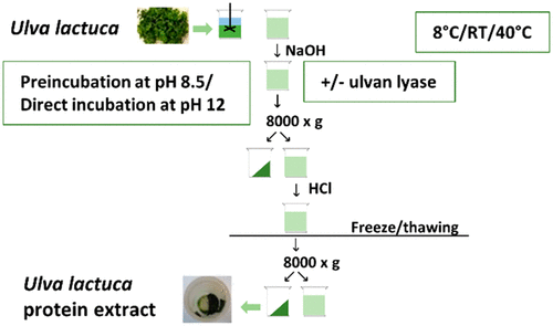 Strategies For Improving The Protein Yield In Ph Shift Processing Of Ulva Lactuca Linnaeus Effects Of Ulvan Lyases Ph Exposure Time And Temperature Acs Sustainable Chemistry Engineering X Mol