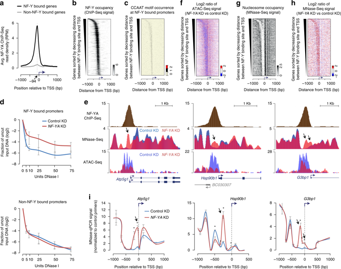 Nf Y Controls Fidelity Of Transcription Initiation At Gene Promoters Through Maintenance Of The Nucleosome Depleted Region Nature Communications X Mol