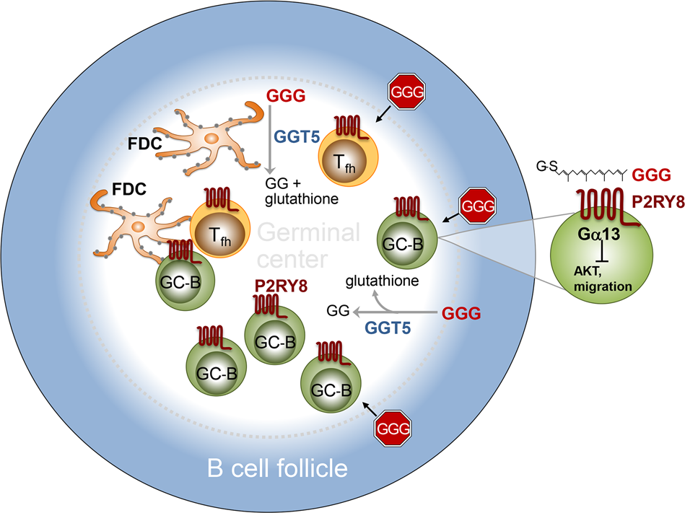 Chemical Choreography Of Germinal Center B-cell Migration.,Cell ...