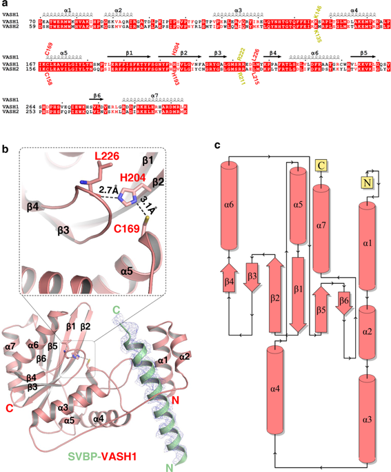 Molecular Basis Of Vasohibins-mediated Detyrosination And Its Impact On ...