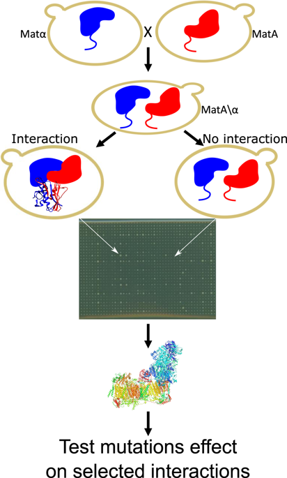 OXPHOS复合体I亚基的致病突变影响某些物理相互作用。,Scientific 