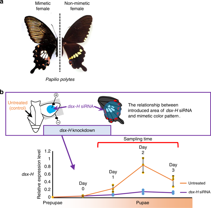 The Mimetic Wing Pattern Of Papilio Polytes Butterflies Is Regulated By