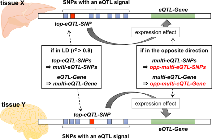表达定量性状基因座eQTL的生物学表征显示组织特异性的相反方向效应 European Journal of Human Genetics X MOL