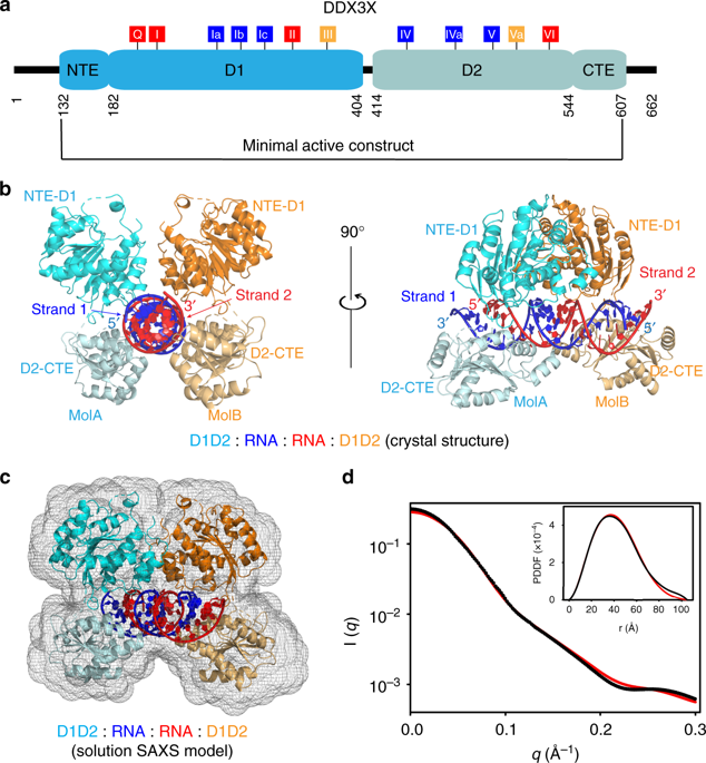 The mechanism of RNA duplex recognition and unwinding by DEAD-box ...