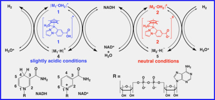 Catalytic Recycling Of Nad P H Journal Of Inorganic Biochemistry X Mol