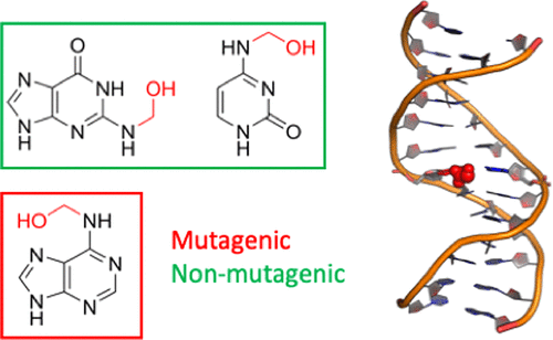 Dft And Md Studies Of Formaldehyde Derived Dna Adducts Molecular
