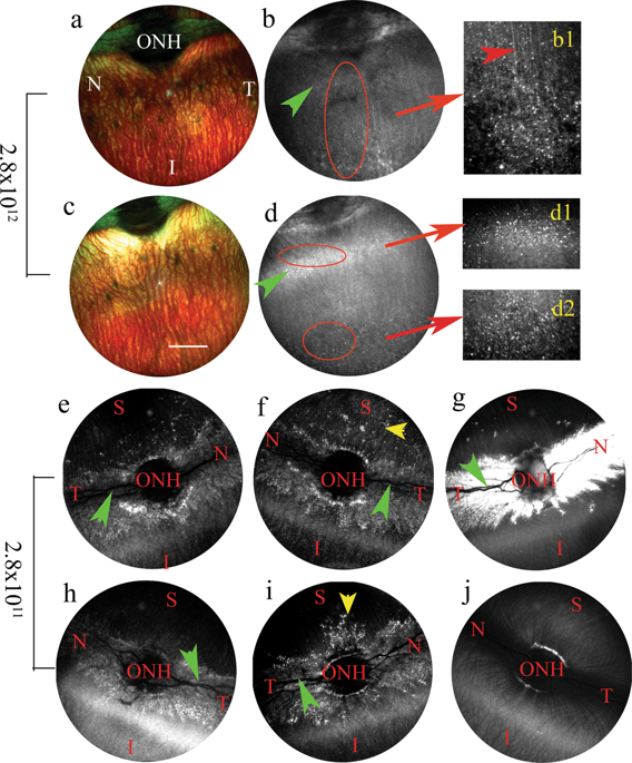 Aavrh 10 Transduces Outer Retinal Cells In Rodents And - 