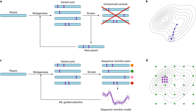 Machine-learning-guided Directed Evolution For Protein Engineering ...