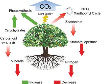 Rising Atmospheric Co2 Lowers Concentrations Of Plant Carotenoids Essential To Human Health A Meta Analysis Molecular Nutrition Food Research X Mol