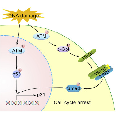 Dna Damage Activates Tgf B Signaling Via Atm C Cbl Mediated Stabilization Of The Type Ii Receptor Tbrii Cell Reports X Mol