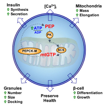 Mitochondrial Gtp Links Nutrient Sensing To B Cell Health Mitochondrial Morphology And Insulin Secretion Independent Of Oxphos Cell Reports X Mol