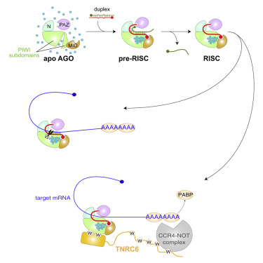 RISC组装过程中Argonaute的多域收敛与内部水团的形成有关。,Molecular 