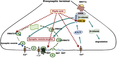 Phytic Acid Attenuates Upregulation Of Gsk 3b And Disturbance Of Synaptic Vesicle Recycling In Mptp Induced Parkinson S Disease Models Neurochem Int X Mol