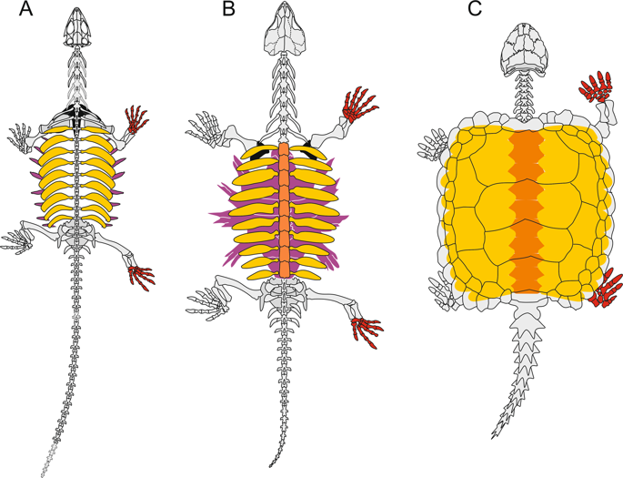茎龟pappochelys Rosinae的显微解剖表明其主要为窝窝生活模式 并阐明了壳进化的早期步骤 Scientific Reports X Mol