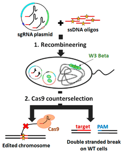 Efficient And Precise Genome Editing In Shewanella With Recombineering ...