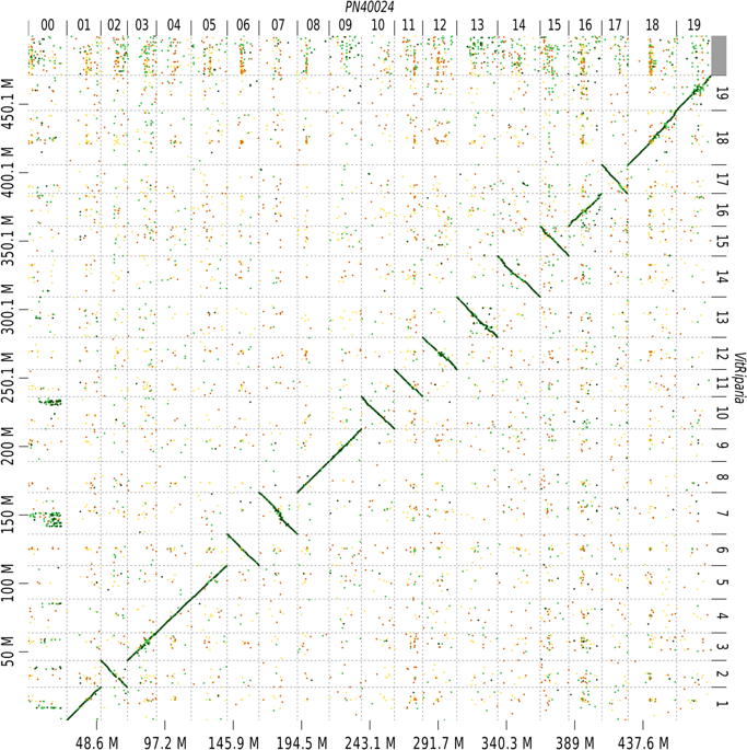 从头开始分阶段装配葡萄树葡萄基因组 Scientific Data X Mol