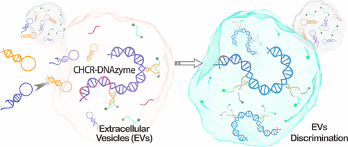 Construction Of An Autonomous Nonlinear Hybridization Chain Reaction ...