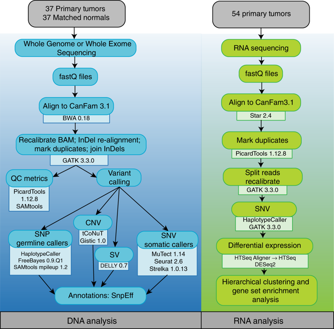 Canine Osteosarcoma Genome Sequencing Identifies Recurrent Mutations In